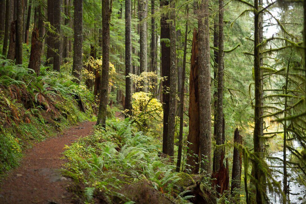 5. Siuslaw National Forest